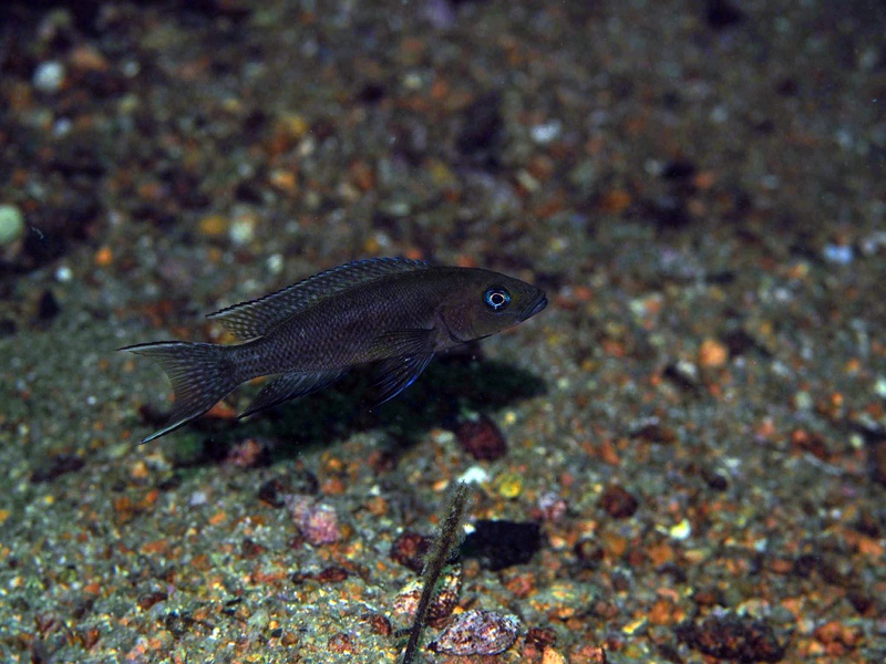 Neolamprologus sp. 'cygnus' Katondo Point